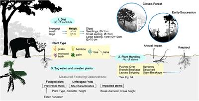 Asian elephants as ecological filters in Sundaic forests